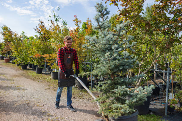 How Our Tree Care Process Works  in Flagler Estates, FL